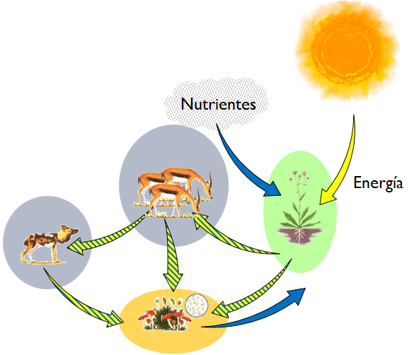 La Importancia De La Energia Dentro Del Ecosistema Ecologia En El Mundo